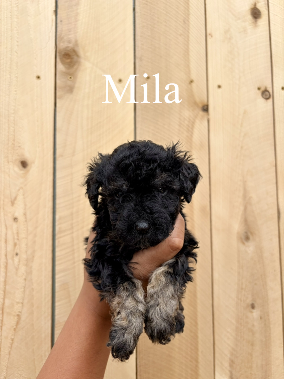 Mila (no collar) 1